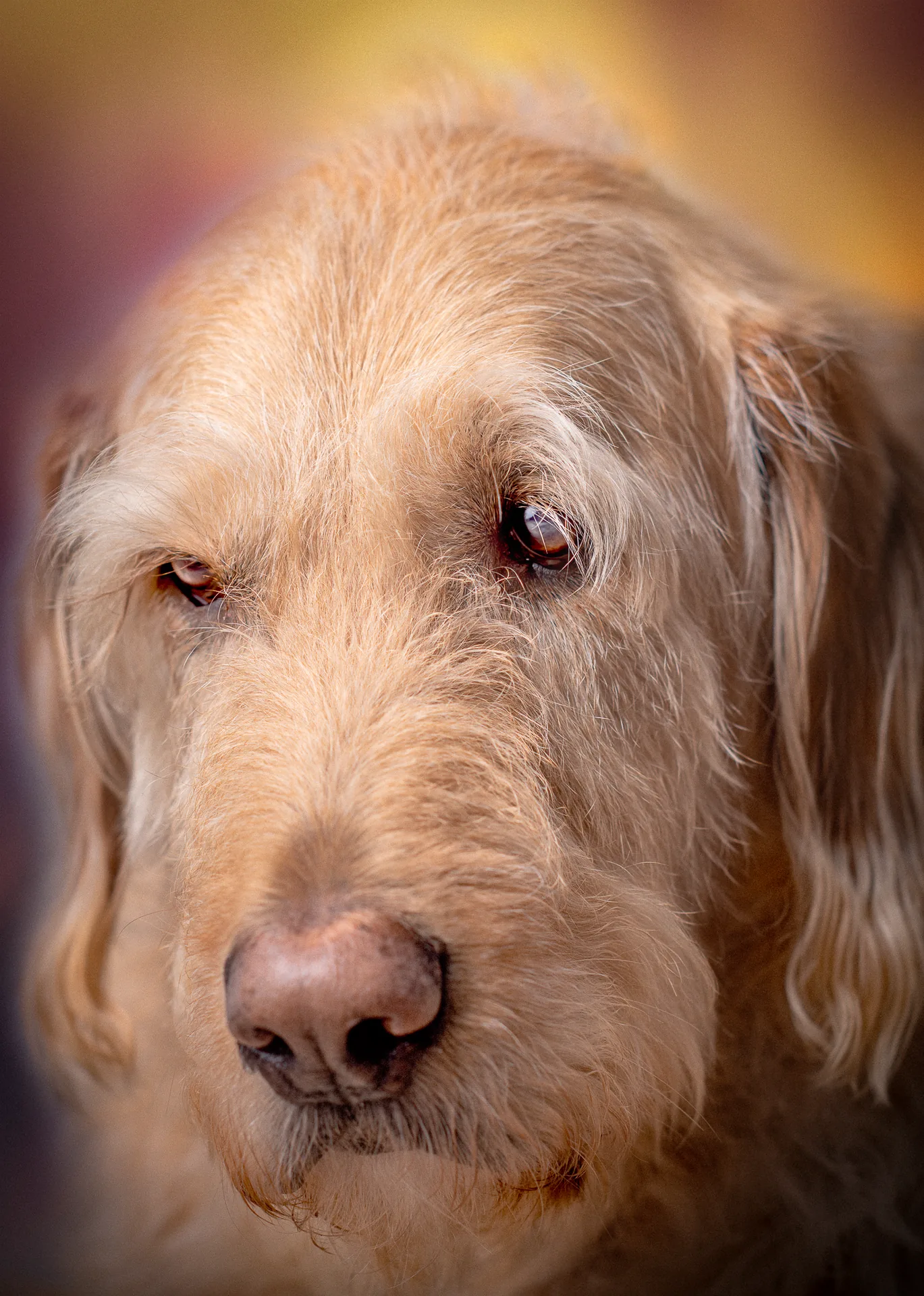 Portrait by Robert Koopmans